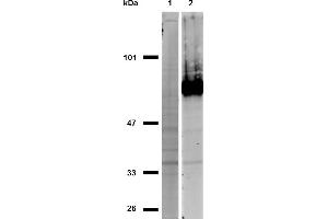 Western blotting analysis of CD44 in HeLa cells (positive, lane 2) and MOLT-4 cells (negative, lane 1) using anti-CD44 (IM7) purified, non-reducing conditions.