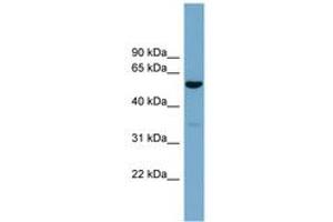 Image no. 1 for anti-Actin-Related Protein 10 Homolog (ACTR10) (AA 287-336) antibody (ABIN6744152) (ACTR10 anticorps  (AA 287-336))