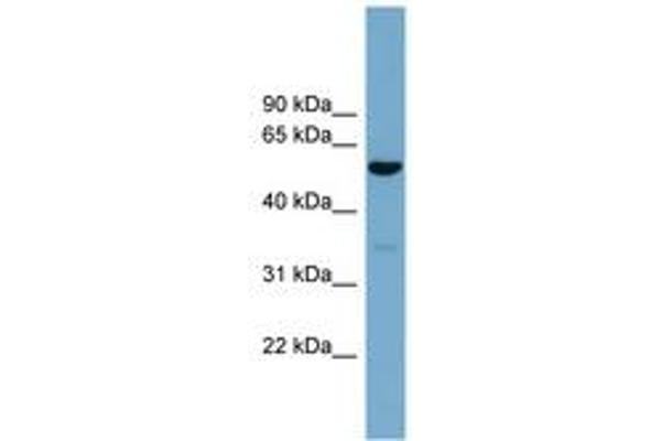 ACTR10 anticorps  (AA 287-336)