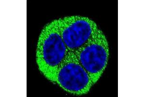 Confocal immunofluorescent analysis of NQO1 Antibody (Center) (ABIN391528 and ABIN2841484) with Hela cell followed by Alexa Fluor 488-conjugated goat anti-rabbit lgG (green).