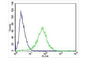 Overlay histogram showing SH-SY5Y cells stained with (ABIN6242948 and ABIN6577962) (green line).