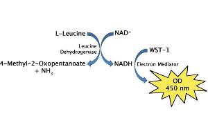 Branched Chain Amino Acid Assay Principle. (Branched Chain Amino Acid Assay Kit)