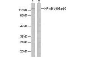 Western blot analysis of extracts from MDA-MB-435 cells, using NF-kappaB p105/p50 (Ab-337) Antibody. (NFKB1 anticorps  (AA 304-353))