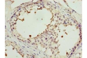 Immunohistochemistry of paraffin-embedded human testis tissue using ABIN7165937 at dilution of 1:100 (PPP1R7 anticorps  (Regulatory Subunit 7))