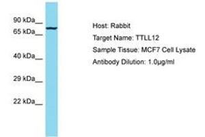 Image no. 1 for anti-Tubulin tyrosine Ligase-Like Family, Member 12 (TTLL12) (AA 73-122) antibody (ABIN6750588) (TTLL12 anticorps  (AA 73-122))