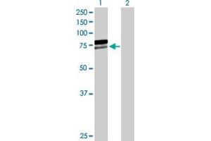Western Blot analysis of AIFM1 expression in transfected 293T cell line by AIFM1 MaxPab polyclonal antibody. (AIF anticorps  (AA 1-613))