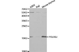 Western blot analysis of extracts of various cell lines, using POLR2J antibody (ABIN5970942) at 1/1000 dilution. (POLR2J anticorps)