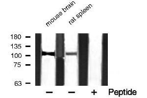 Western blot analysis of extracts of various smaple,using PMYPT1 (Phospho-Thr853) Antibody.