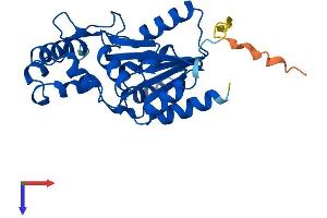 AlphaFold protein structure predicition of Mouse Recombinant Phospho1 Protein, UniprotID Q8R2H9
