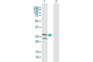 Western Blot analysis of FEV expression in transfected 293T cell line by FEV MaxPab polyclonal antibody. (FEV anticorps  (AA 1-238))