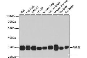 Western blot analysis of extracts of various cell lines using PRPS1 Polyclonal Antibody at dilution of 1:1000. (PRPS1 anticorps)
