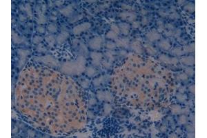 Detection of REG3g in Rat Pancreas Tissue using Polyclonal Antibody to Regenerating Islet Derived Protein 3 Gamma (REG3g) (REG3g anticorps  (AA 33-147))
