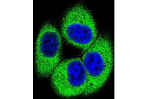 Immunofluorescence (IF) image for anti-Testis Specific Serine Kinase 4 (TSSK4) antibody (ABIN2996104) (TSSK4 anticorps)