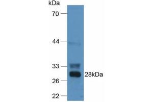 Western blot analysis of Mouse Liver Tissue. (F12 anticorps  (AA 352-587))