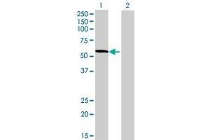 Lane 1: CYP3A7 transfected lysate ( 57.