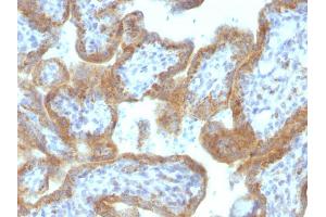 Formalin-fixed, paraffin-embedded human Placenta stained with MAML2 Monoclonal Antibody (MAML2/1302).