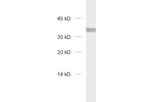 dilution: 1 : 1000, sample: HELA Lysate (Syntaxin 7 anticorps  (Cytoplasmic Domain))