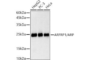Western blot analysis of extracts of various cell lines, using /ARP antibody (ABIN7265490) at 1:1000 dilution. (ARFRP1 anticorps)