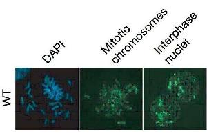 Immunofluorescence (IF) image for anti-5-Methylcytosine antibody (ABIN2451915)