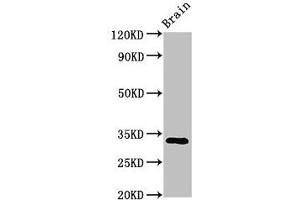 Western Blot Positive WB detected in: Mouse brain tissue All lanes: ORAI1 antibody at 3. (ORAI1 anticorps  (AA 1-87))