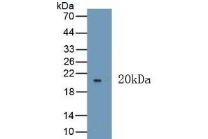 Detection of Recombinant VEGF165, Human using Polyclonal Antibody to Vascular Endothelial Growth Factor 165 (VEGF165) (VEGF 165 (AA 28-191) anticorps)
