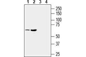 Western blot analysis of mouse (lanes 1 and 3) and rat (lanes 2 and 4) brain membranes: - 1,2. (SLC17A9 anticorps  (Intracellular, Loop 2))