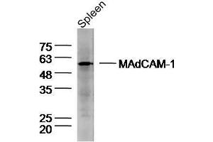 Mouse spleen lysates probed with Rabbit Anti-MAdCAM-1 Polyclonal Antibody, Unconjugated  at 1:300 overnight at 4˚C. (MADCAM1 anticorps  (AA 151-250))