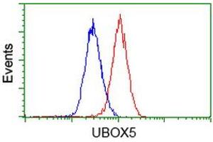 Image no. 1 for anti-U-Box Domain Containing 5 (UBOX5) (AA 1-130), (AA 419-487) antibody (ABIN1490569) (UBOX5 anticorps  (AA 1-130, AA 419-487))