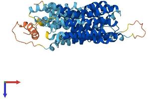 AlphaFold protein structure predicition of Human Recombinant SLC43A3 Protein, UniprotID Q8NBI5