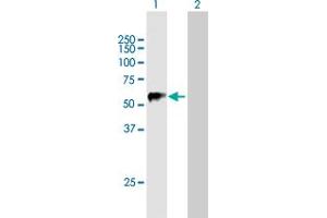 Western Blot analysis of TRIM22 expression in transfected 293T cell line by TRIM22 MaxPab polyclonal antibody. (TRIM22 anticorps  (AA 1-498))