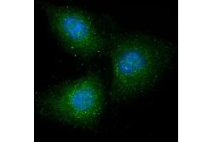 Immunofluorescent analysis of 4 % paraformaldehyde-fixed, 0. (GRB14 anticorps  (AA 14-48))