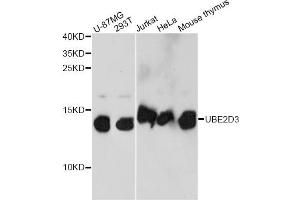 Western blot analysis of extracts of various cell lines, using UBE2D3 antibody.