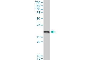 RPA2 MaxPab polyclonal antibody. (RPA2 anticorps  (AA 1-270))