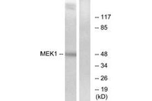 Western Blotting (WB) image for anti-MEK1 + MEK2 (MEK1 + MEK2) (AA 193-242) antibody (ABIN2889025) (MEK1 + MEK2 anticorps  (AA 193-242))