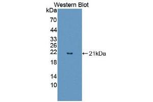 Western blot analysis of the recombinant protein. (FAM3B anticorps  (AA 30-187))