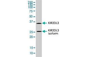 KIR2DL3 monoclonal antibody, clone 190IIC311. (KIR2DL3 anticorps  (AA 19-161))