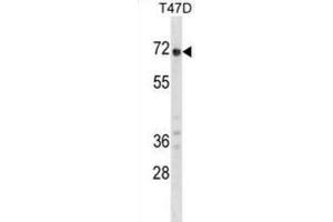 Western Blotting (WB) image for anti-Glypican 2 (GPC2) antibody (ABIN2998770) (GPC2 anticorps)