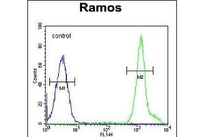 NIL1 Antibody (C-term) (ABIN655299 and ABIN2844886) flow cytometric analysis of Ramos cells (right histogram) comred to a negative control cell (left histogram). (NIPAL1 anticorps  (C-Term))