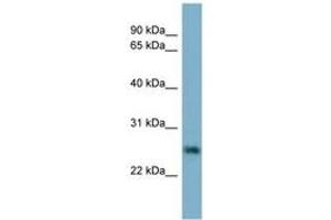 Image no. 1 for anti-Neurotrophin 4 (NTF4) (AA 35-84) antibody (ABIN6741989)