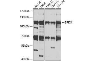 Western blot analysis of extracts of various cell lines, using BRD3 antibody (ABIN1678901, ABIN3015924, ABIN3015926 and ABIN6219475) at 1:1000 dilution. (BRD3 anticorps  (AA 150-305))