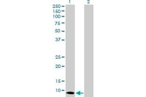 Western Blot analysis of S100A7 expression in transfected 293T cell line by S100A7 MaxPab polyclonal antibody. (S100A7 anticorps  (AA 1-101))