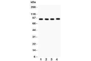 Western blot testing of VCP antibody and 1. (VCP anticorps  (AA 732-760))