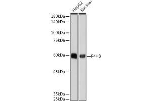 Western blot analysis of extracts of various cell lines, using P4HB antibody (ABIN7269560) at 1:1000 dilution.