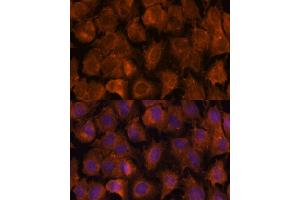 Immunofluorescence analysis of C6 cells using NXN antibody (ABIN7269054) at dilution of 1:100. (NXN anticorps  (AA 100-280))