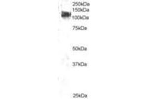 Image no. 1 for anti-Cas-Br-M (Murine) Ecotropic Retroviral Transforming Sequence (CBL) (AA 893-906) antibody (ABIN292894) (CBL anticorps  (AA 893-906))
