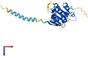 AlphaFold protein structure predicition of Mouse Recombinant Pld6 Protein, UniprotID Q5SWZ9