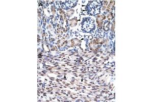 Immunohistochemical staining (Formalin-fixed paraffin-embedded sections) of human kidney (A) and human heart (B) with GFI1B polyclonal antibody  at 4-8 ug/mL working concentration. (GFI1B anticorps  (N-Term))