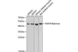 Western blot analysis of extracts of various cell lines using GITR Ligand/TNFSF18 Polyclonal Antibody at dilution of 1:1000. (TNFSF18 anticorps)