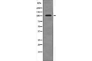 Western blot analysis of extracts from HT-29 cells using PSMD2 antibody. (PSMD2 anticorps  (Internal Region))