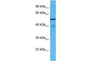 Host:  Rat  Target Name:  TUBA1A  Sample Tissue:  Rat Skeletal Muscle  Antibody Dilution:  1ug/ml